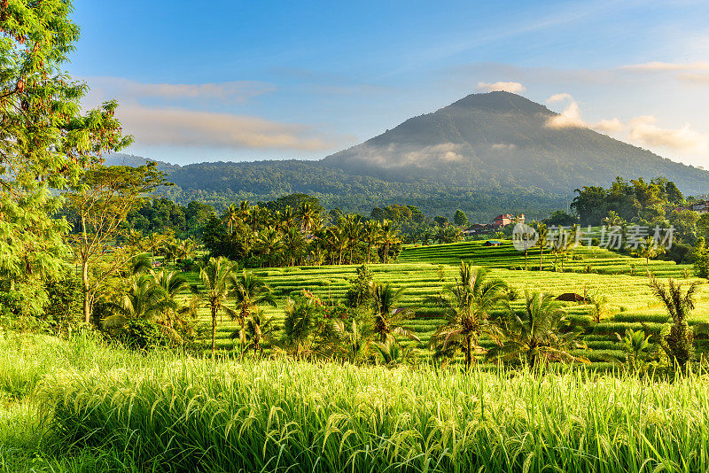 Jatiluwih Rice土地，印度尼西亚巴厘岛